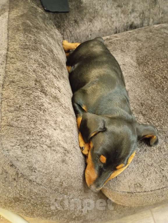 Собаки в других городах Краснодарского края: Крепкий Мальчуган Ной Неман Мальчик, 35 000 руб. - фото 2