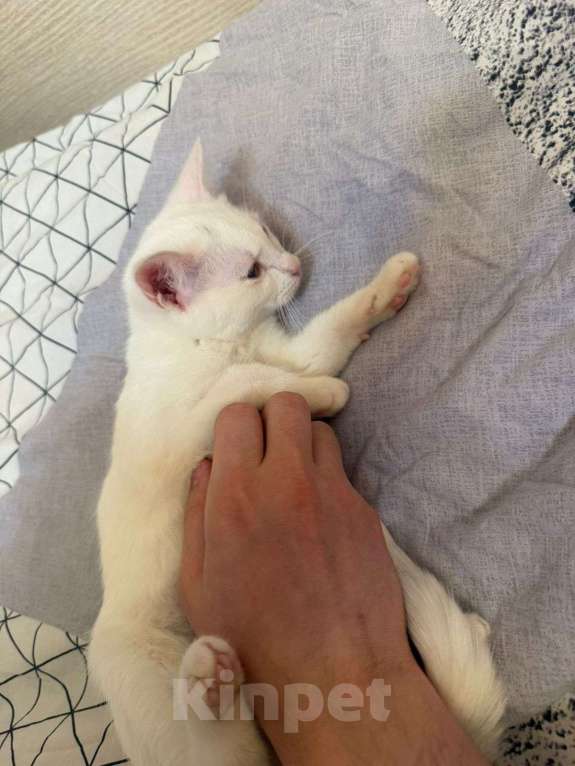 Кошки в Санкт-Петербурге: Ищем добрые руки трём беленьким котятам (двум мальчикам и одной девочке) Девочка, Бесплатно - фото 2