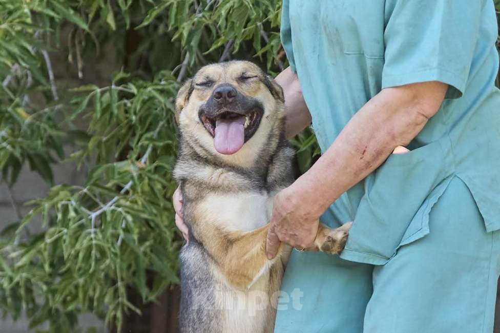 Собаки в Москве: Ода - заразит своей улыбкой Девочка, Бесплатно - фото 3