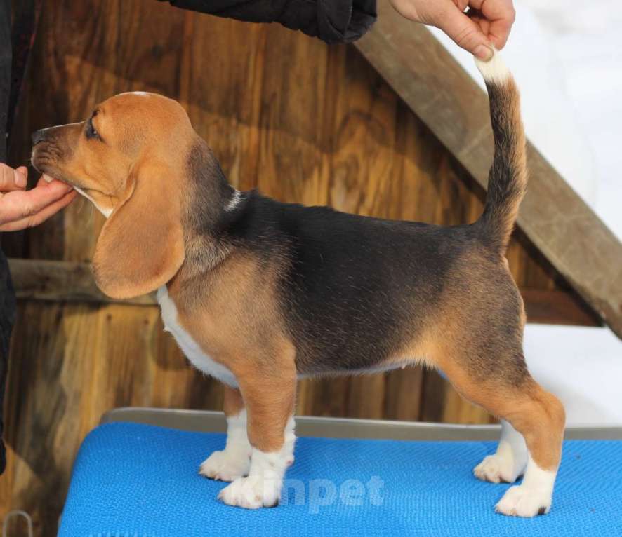 Собаки в других городах Московской области: Сука бигль Девочка, 50 000 руб. - фото 2