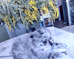 Собаки в других городах Тульской области: Щенки шпица померанского Мерле Разнополые, 30 000 руб. - фото 5