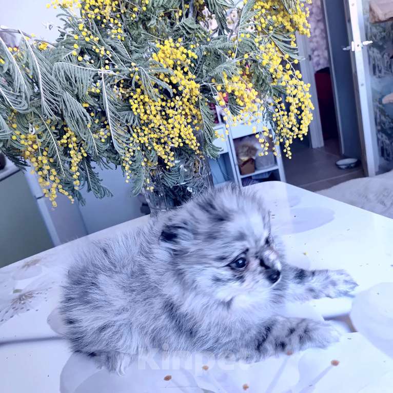 Собаки в других городах Тульской области: Щенки шпица померанского Мерле Разнополые, 30 000 руб. - фото 5