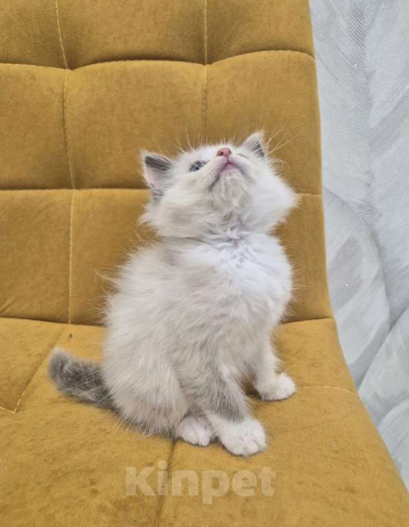 Кошки в Москве: Девочка Рэгдолл Девочка, 47 000 руб. - фото 5