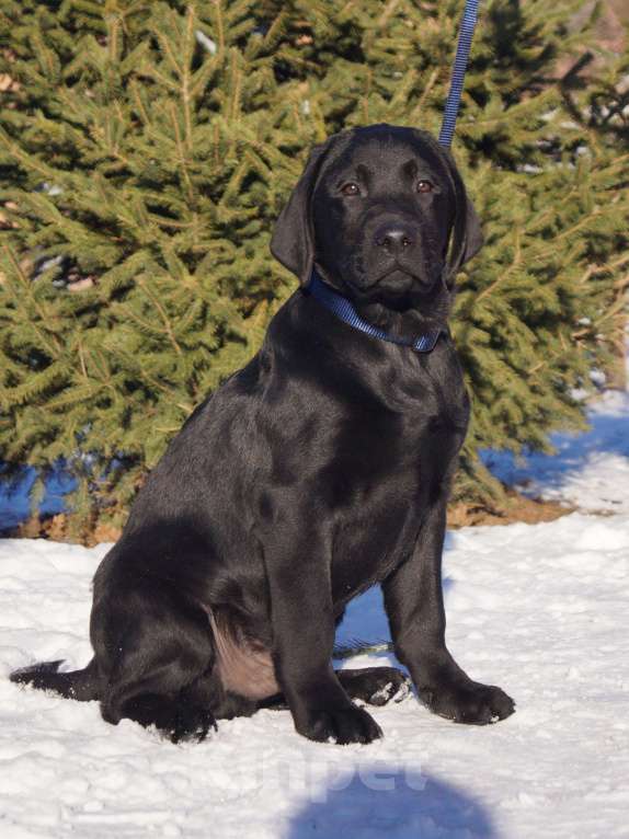 Собаки в Волжском: Щенки лабрадора Мальчик, 40 000 руб. - фото 2