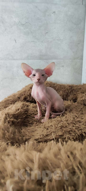 Кошки в Новосибирске: голая девочка Девочка, Бесплатно - фото 3