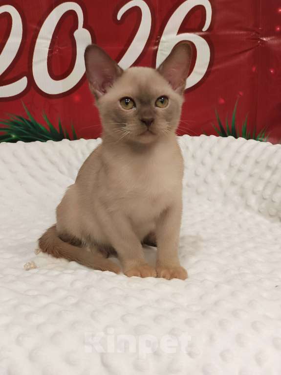 Кошки в Лыткарино: Девочка бурма европ.с документами Девочка, 50 000 руб. - фото 3