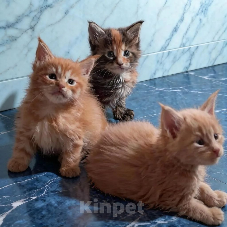 Кошки в других городах Московской области: Шоу класс. Самые красивые Мейн куны. Разнополые, 50 000 руб. - фото 3