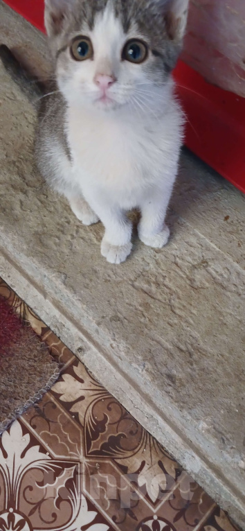 Кошки в Нижнем Новгороде: Милая и ласковая кошечка Девочка, Бесплатно - фото 2