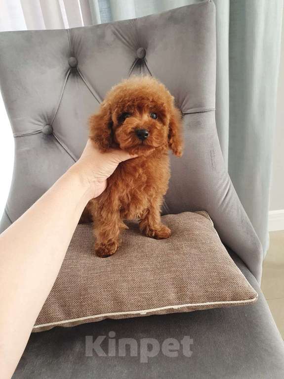 Собаки в Пятигорске: Той пудель  Мальчик, 45 000 руб. - фото 3