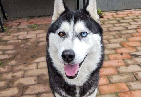 Молодая сибирская хаски в дар ответственным людям