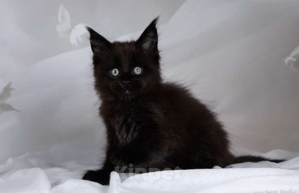 Кошки в Москве: Амиго - ваш лучший друг Мальчик, 150 000 руб. - фото 7