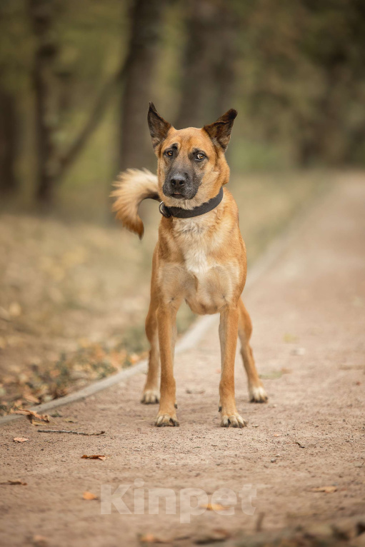 Собаки в Москве: Рыжик Мальчик, Бесплатно - фото 6