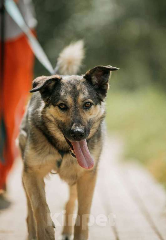 Собаки в Москве: Энергия Солнца и Нежность Шёлка! Девочка, Бесплатно - фото 6