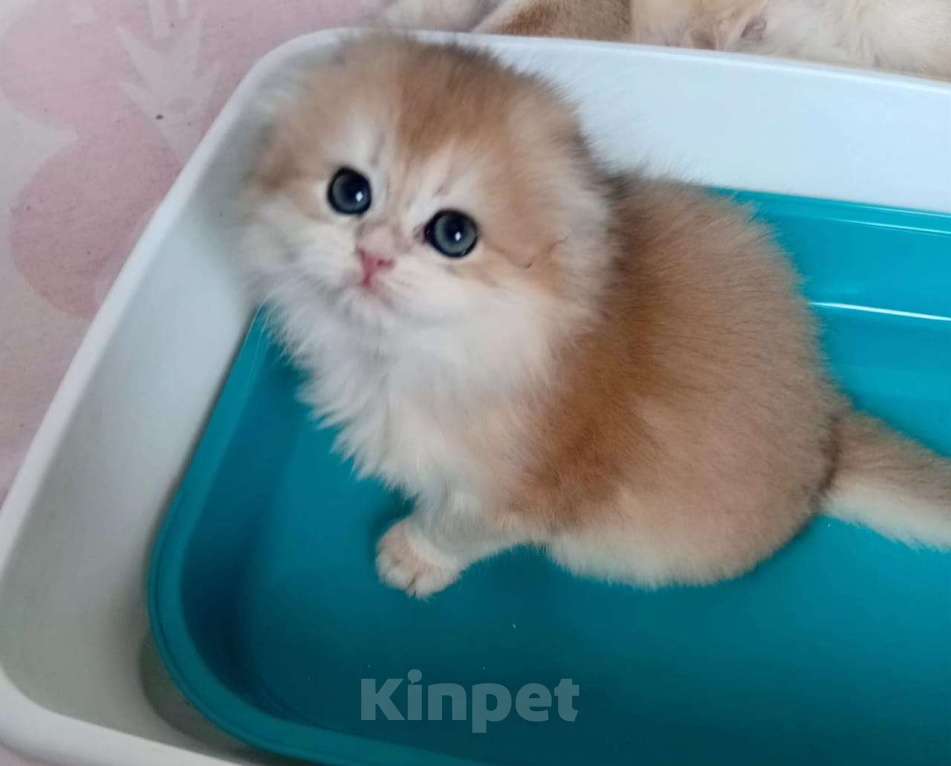 Кошки в Москве: Шотландская хайленд фолд nv12 Девочка, 35 000 руб. - фото 1