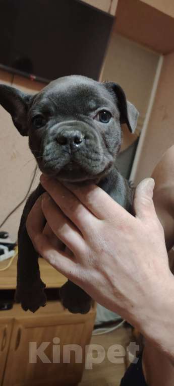 Собаки в Таганроге: Щенки французского бульдога  Мальчик, 40 000 руб. - фото 3