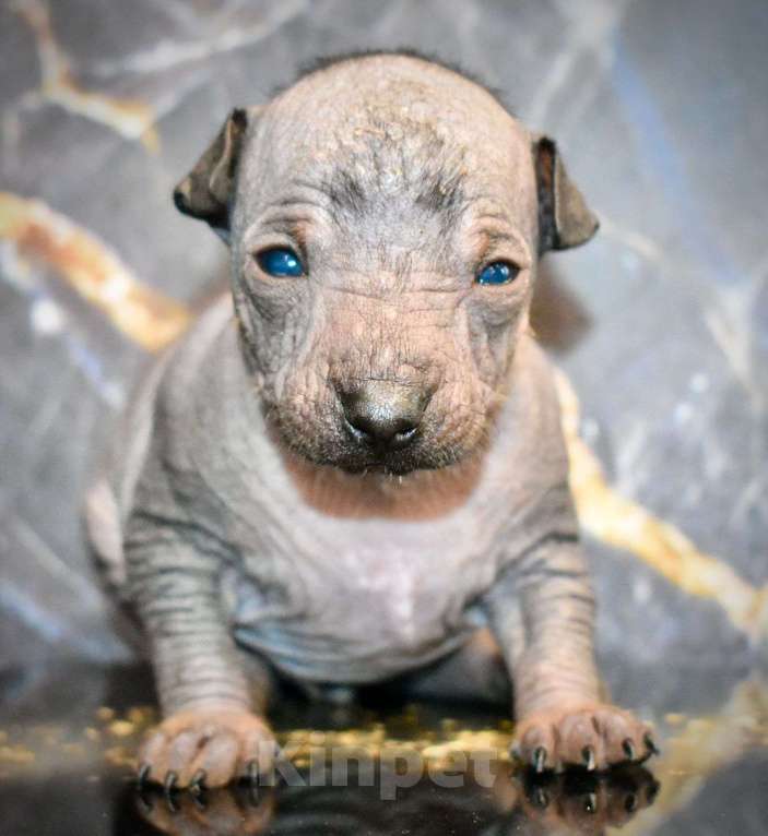 Собаки в Владимире: Щенки ксолоитцкуинтли мини, рождённые 27.05.2025 Девочка, Бесплатно - фото 3
