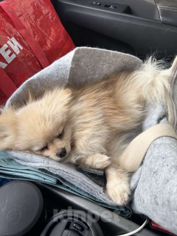Собаки в Москве: Померанский шпиц малый Девочка, 25 000 руб. - фото 8