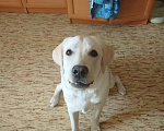 Собаки в Иркутске: Лабрадор  Мальчик, 1 руб. - фото 3