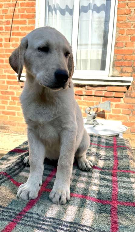 Собаки в Краснодаре: Щенки лабрадора палевые ркф Мальчик, 25 000 руб. - фото 5