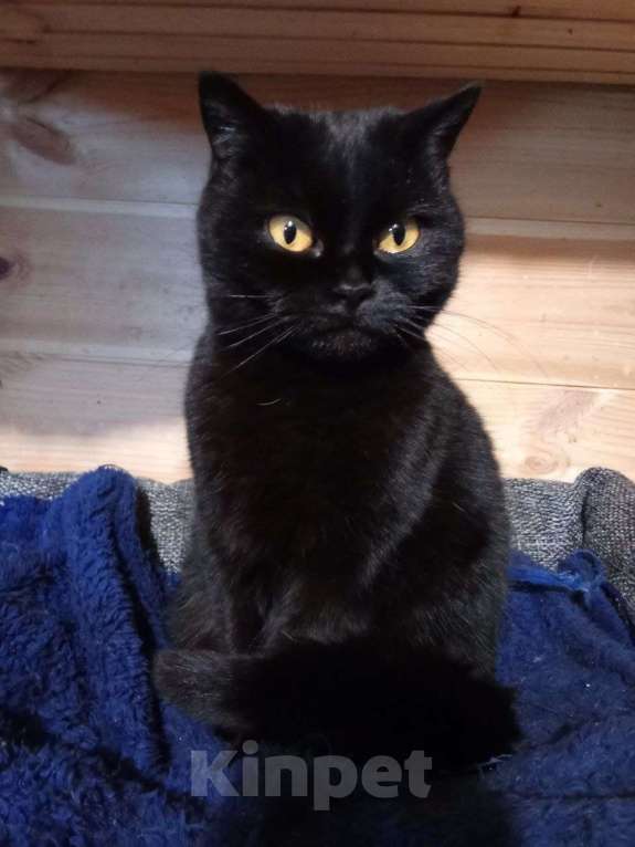 Кошки в Люберцах: ИЩЕТ ДОМ КОШКА ПО КЛИЧКЕ БАГИРА Девочка, Бесплатно - фото 3