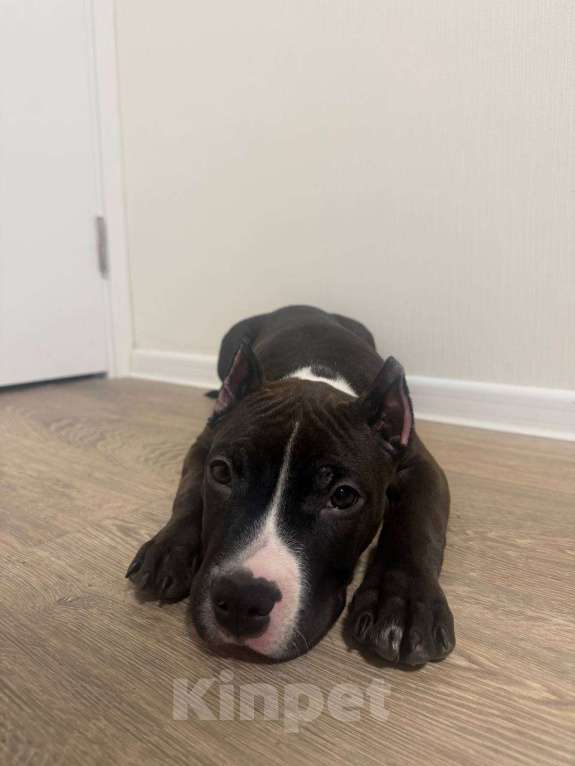 Собаки в Москве: Щенок Американский Стаффордширский терьер Мальчик, 30 000 руб. - фото 2