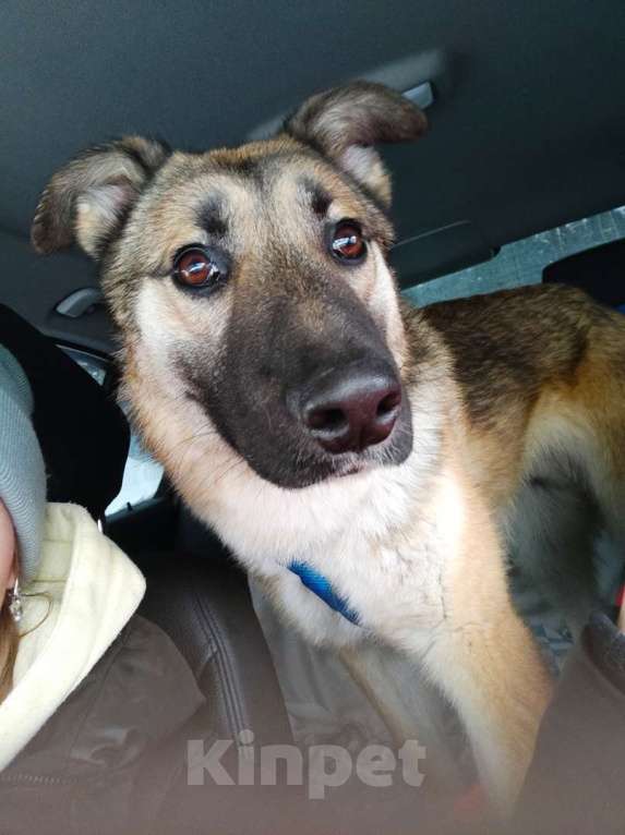 Собаки в Москве: Харви метис лайки пропадает в приюте Мальчик, 10 руб. - фото 2