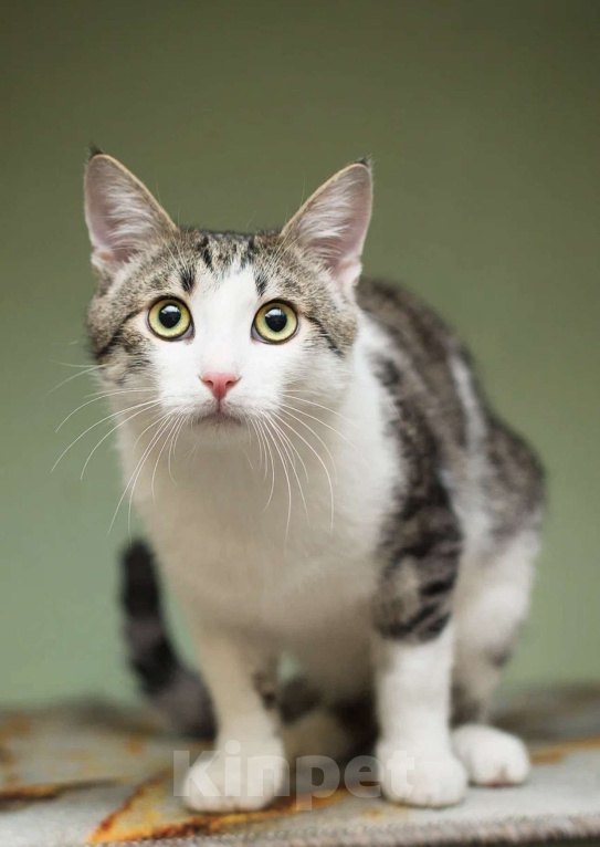 Кошки в Москве: Степан Мальчик, Бесплатно - фото 2