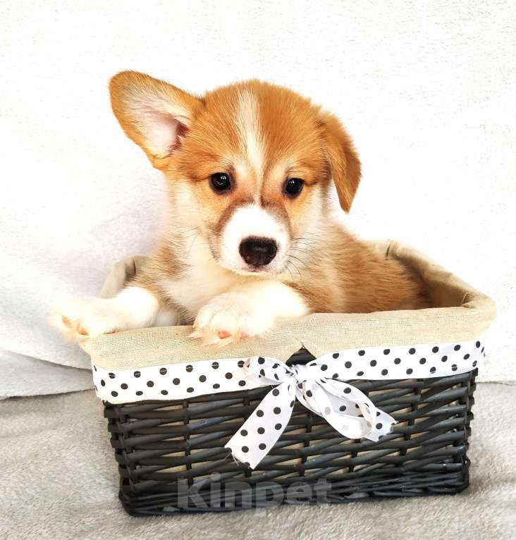 Собаки в других городах Московской области: Щенок Вельш корги пемброк Мальчик, 80 000 руб. - фото 3