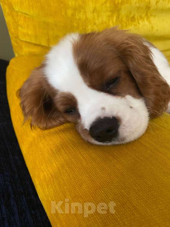 Собаки в Москве: Продаётся щенок кавалер кинг чарльз спаниель Мальчик, 40 000 руб. - фото 1
