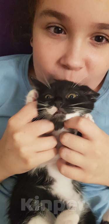 Кошки в Сочи: БАРСИК И Мила Мальчик, 10 руб. - фото 1