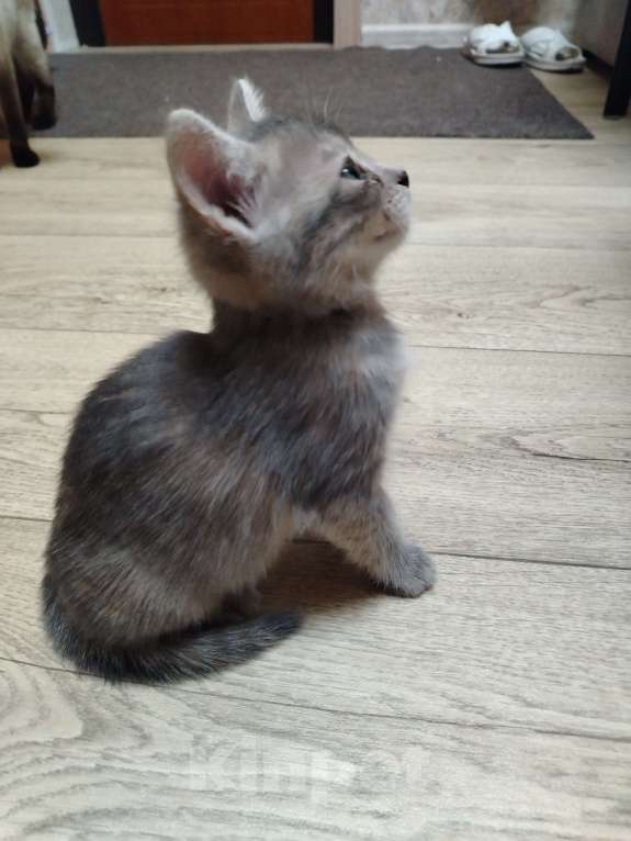 Кошки в других городах Воронежской области: Отдам красивую девочку от сиамской мамы Девочка, Бесплатно - фото 2