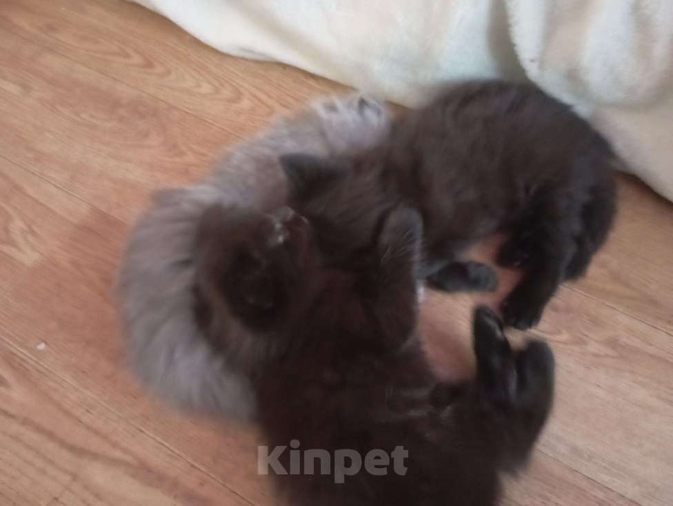 Кошки в Набережных Челнах: Котята Мальчик, Бесплатно - фото 2