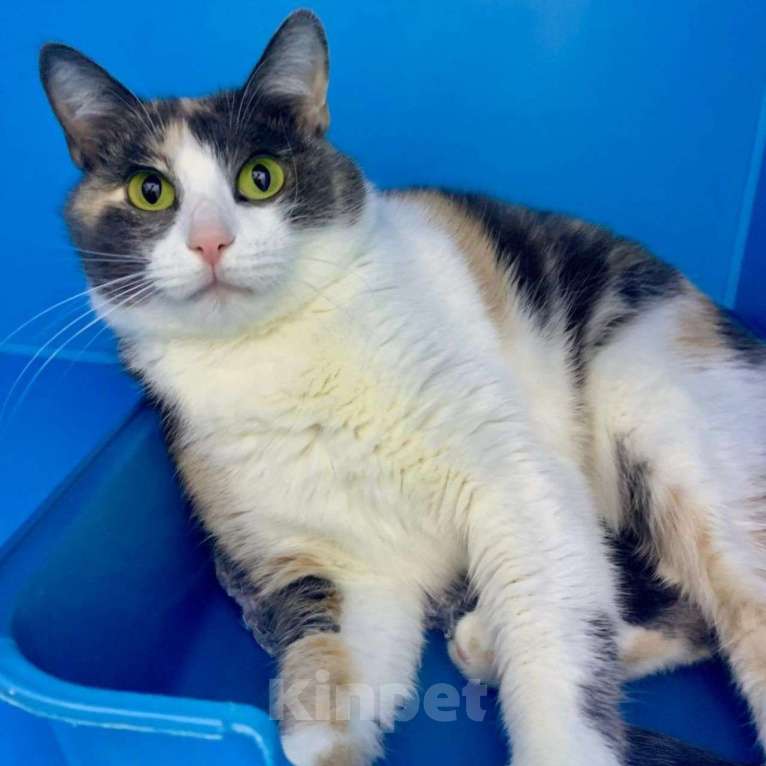 Кошки в Москве: Лапушку никто не замечает Девочка, Бесплатно - фото 2