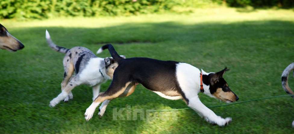 Собаки в Обнинске: Щенок к/ш колли Мальчик, 70 000 руб. - фото 3