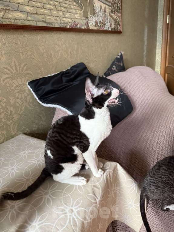 Кошки в Санкт-Петербурге: Корниш -рекс  Мальчик, 30 000 руб. - фото 1