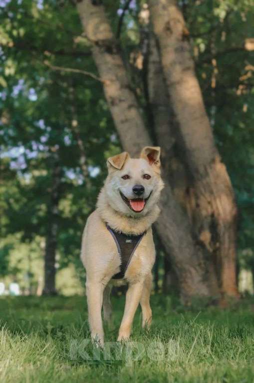 Собаки в Москве: Собака Бим из приюта в добрые руки Мальчик, Бесплатно - фото 7