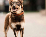 Собаки в Москве: Озорной малыш Рэдди ищет друга. Мальчик, Бесплатно - фото 4