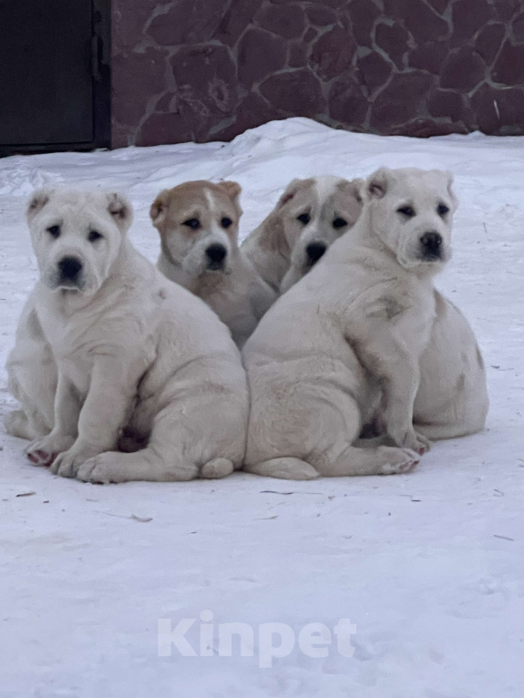 Собаки в Омске: Щенки  Среднеазиатская овчарка  Девочка, 35 000 руб. - фото 1