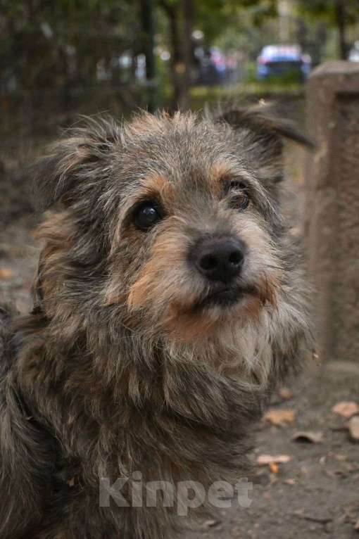 Собаки в Химках: Мелкаш ищет дом  Мальчик, Бесплатно - фото 5