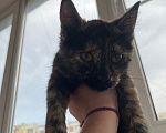 Кошки в Ростове-на-Дону: котенок в добрые руки Девочка, Бесплатно - фото 5