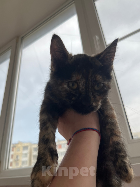 Кошки в Ростове-на-Дону: котенок в добрые руки Девочка, Бесплатно - фото 5