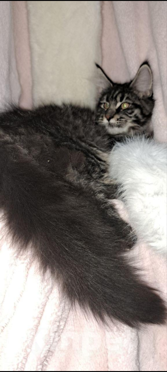 Кошки в Ржеве: Мейкун ♥️котенок Девочка, 80 000 руб. - фото 2