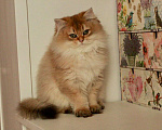 Кошки в Москве: Длинношерстный британский котёнок  Мальчик, 50 000 руб. - фото 1