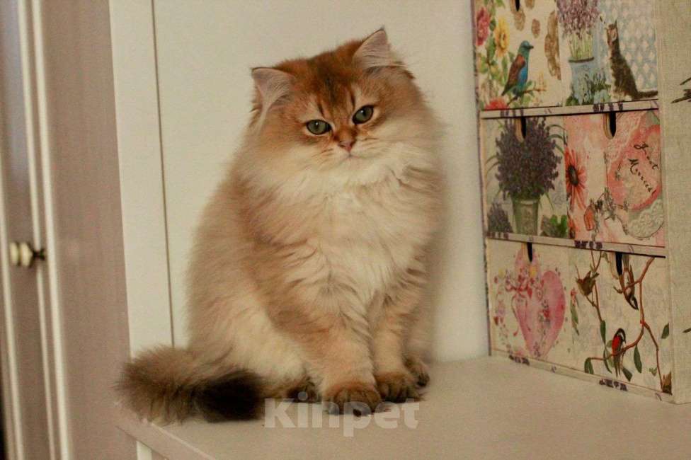 Кошки в Москве: Длинношерстный британский котёнок  Мальчик, 50 000 руб. - фото 1