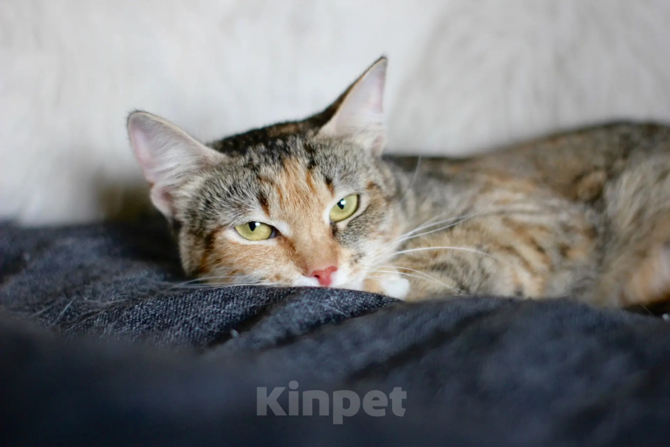 Кошки в Москве: Кошечка в любящие руки Девочка, Бесплатно - фото 8
