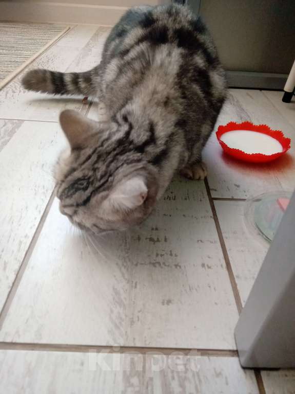 Кошки в Владимире: Кошка Девочка, Бесплатно - фото 3