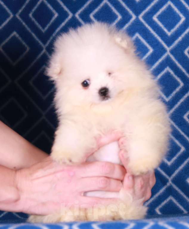 Собаки в Москве: мальтипом девочка Девочка, 15 000 руб. - фото 5