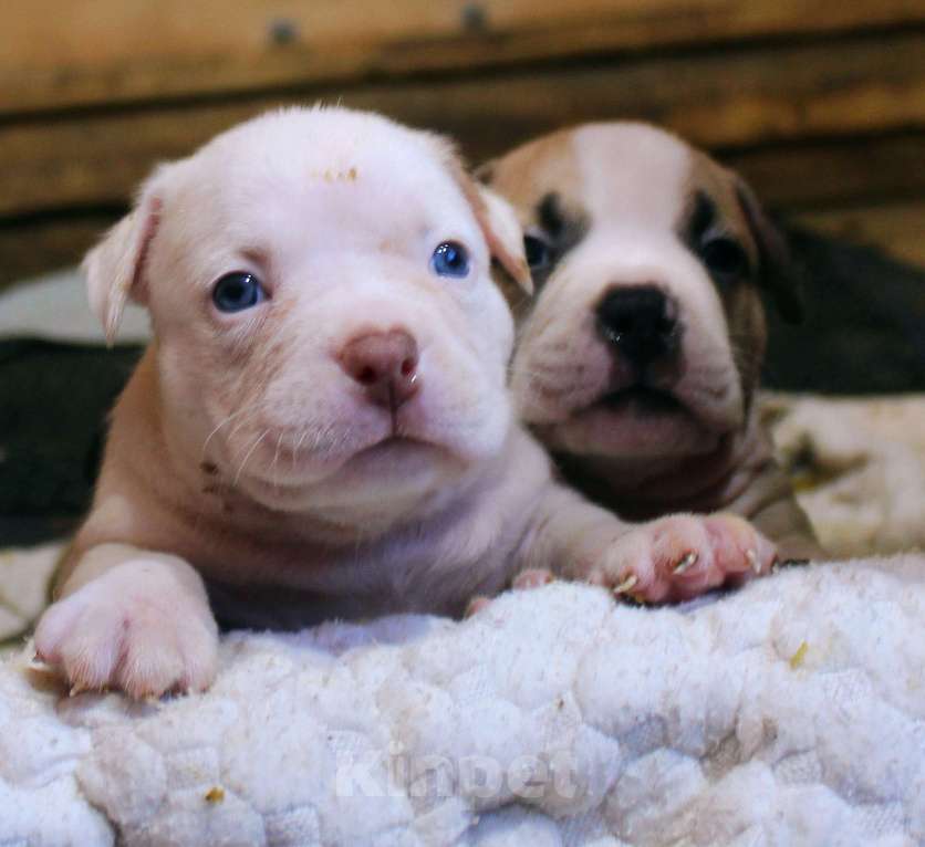 Собаки в Москве: Американский булли. Мальчики и девочки Разнополые, 70 000 руб. - фото 7