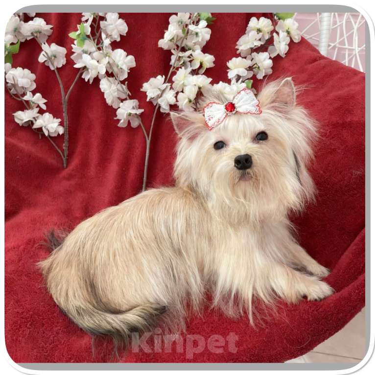 Собаки в Москве: Мини йорк девочка золотая подрощенная Девочка, 80 000 руб. - фото 3