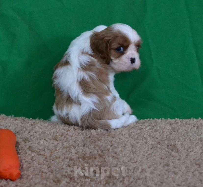 Собаки в Ореховом-Зуево: Джентльмен Мальчик, 80 000 руб. - фото 1